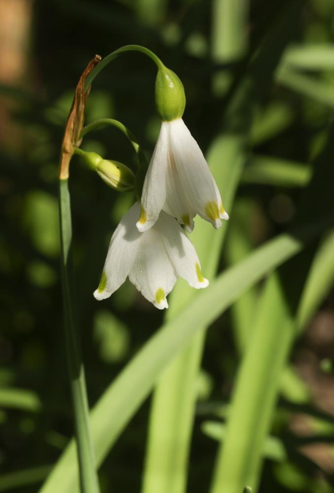 Nivéole d'été Leucojum aestivum L., 1759