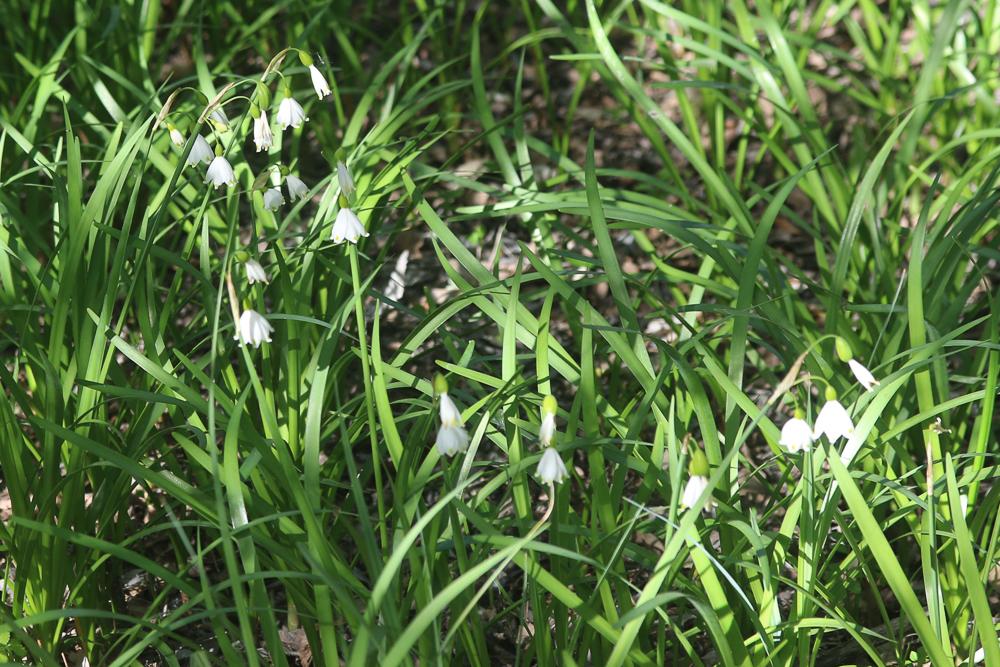 Nivéole d'été Leucojum aestivum L., 1759