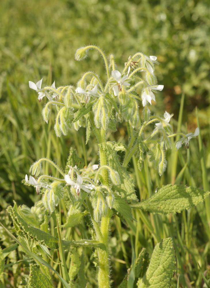 Bourrache officinale Borago officinalis L., 1753