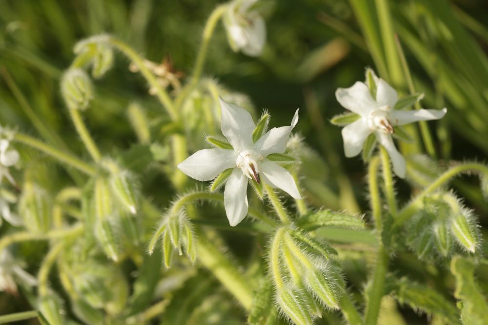 Bourrache officinale Borago officinalis L., 1753