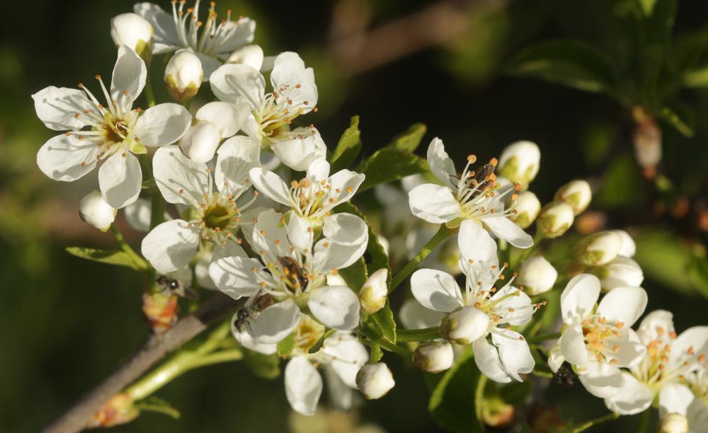 Bois de Sainte-Lucie, Prunier de Sainte-Lucie, Ama Prunus mahaleb L., 1753