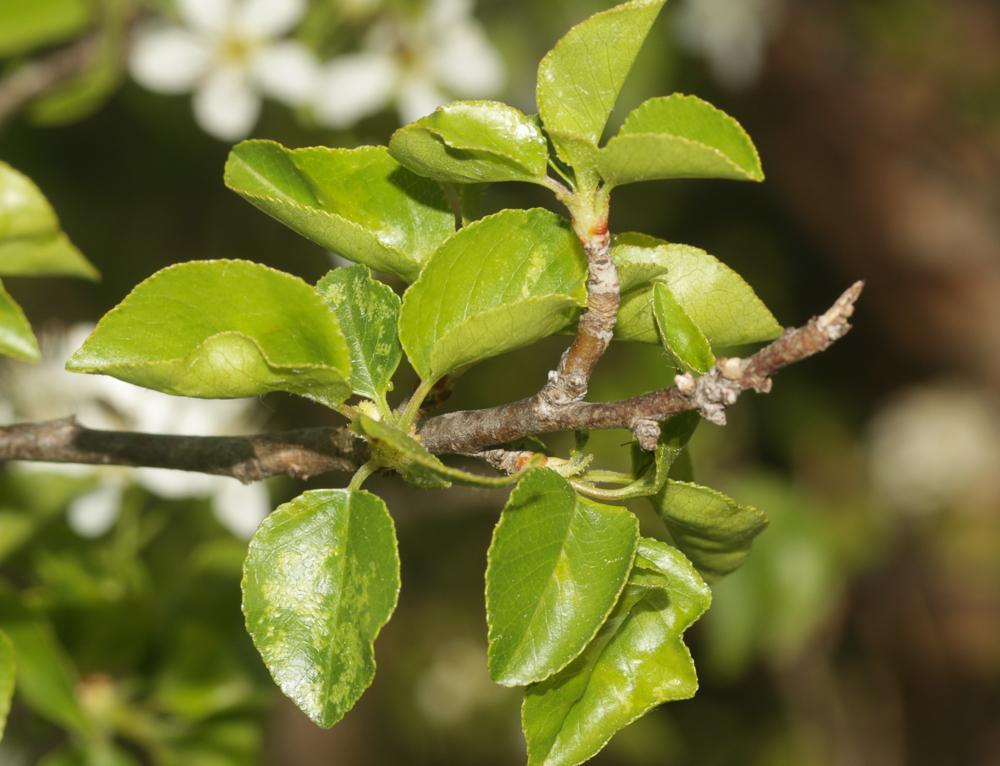 Bois de Sainte-Lucie, Prunier de Sainte-Lucie, Ama Prunus mahaleb L., 1753