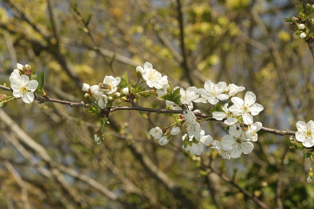 Merisier vrai, Cerisier des bois Prunus avium (L.) L., 1755