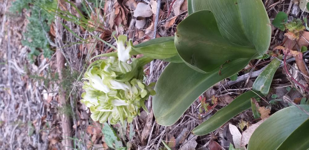 Orchis géant, Orchis à longues bractées, Barlie Himantoglossum robertianum (Loisel.) P.Delforge, 1999