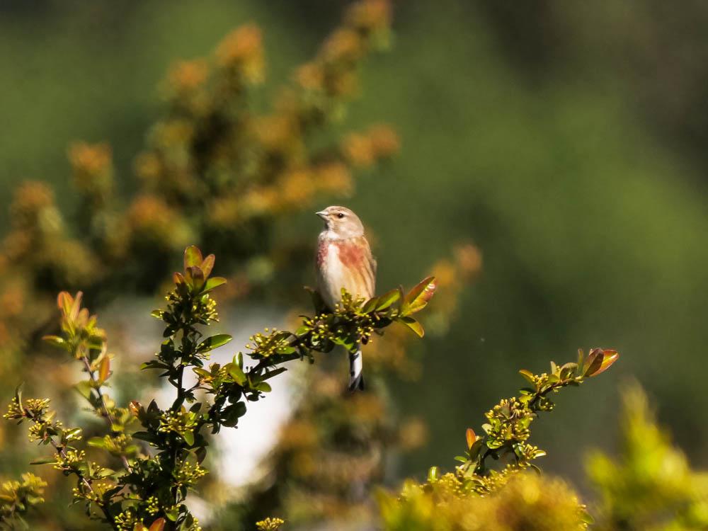 Linotte mélodieuse Carduelis cannabina (Linnaeus, 1758)