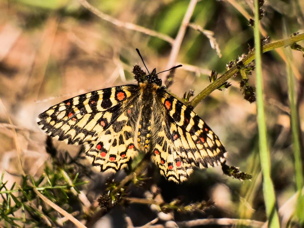 Proserpine (La), Thaïs écarlate (La), Proserpine d Zerynthia rumina (Linnaeus, 1758)