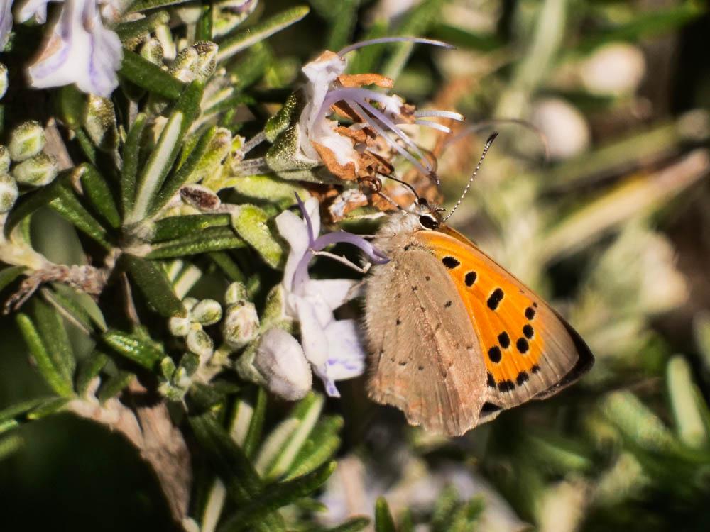 Cuivré commun (Le), Argus bronzé (L'), Bronzé (Le) Lycaena phlaeas (Linnaeus, 1760)