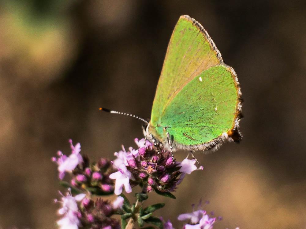 Thécla de la Ronce (La), Argus vert (L') Callophrys rubi (Linnaeus, 1758)