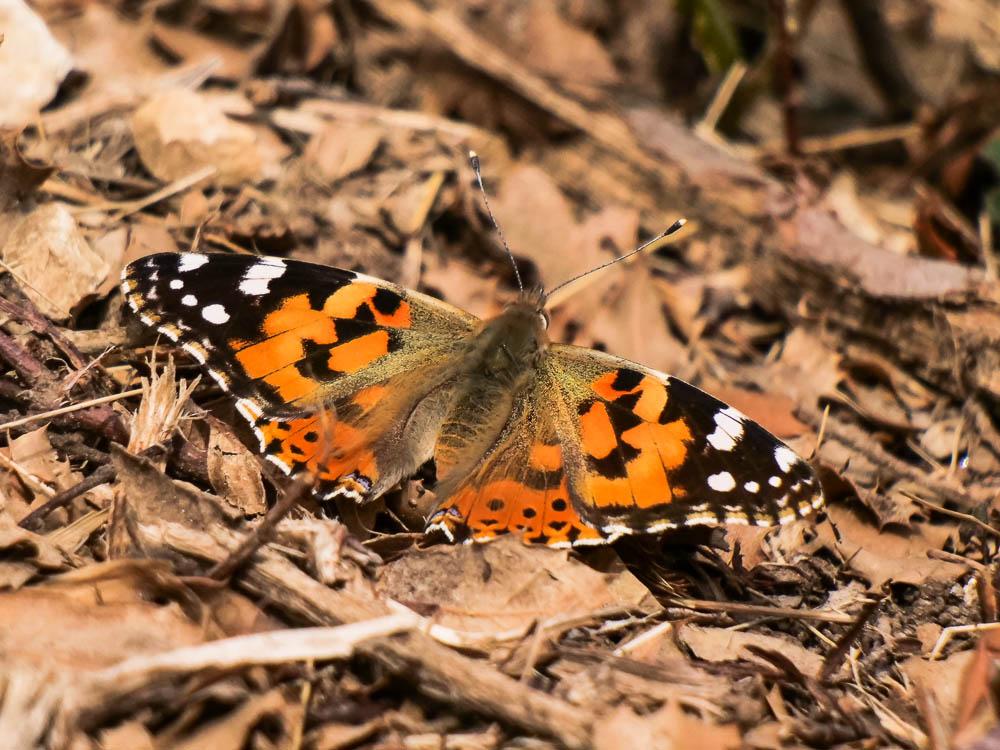 Vanesse des Chardons (La), Belle-Dame (La), Vaness Vanessa cardui (Linnaeus, 1758)