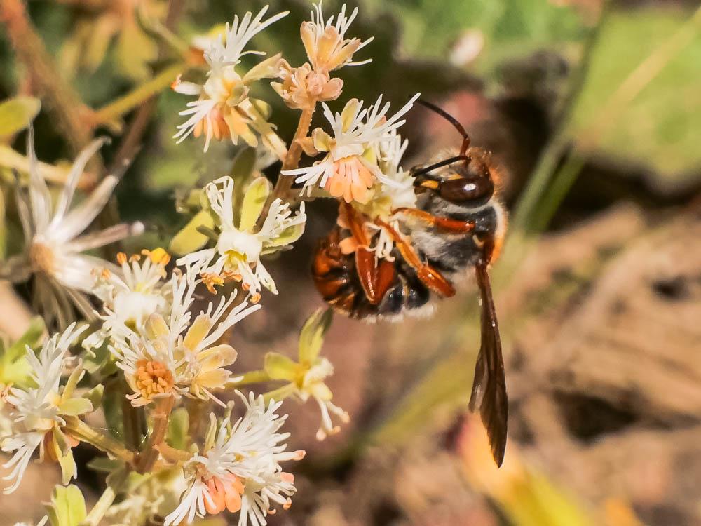 Rhodanthidium sticticum (Fabricius, 1787)