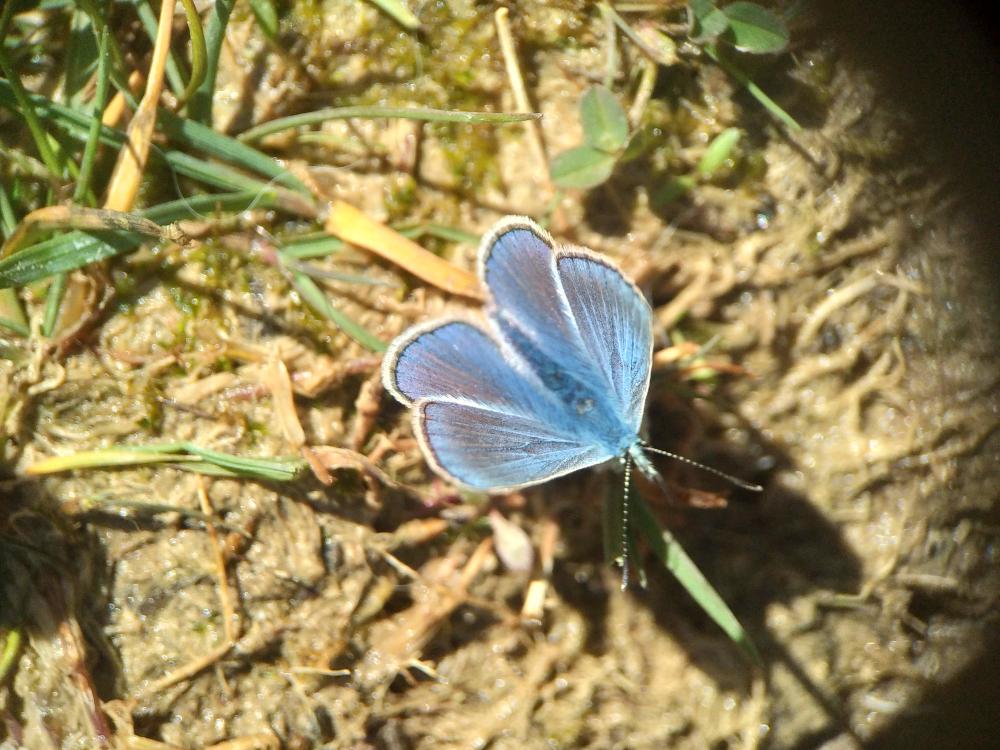 Polyommatus Latreille, 1804