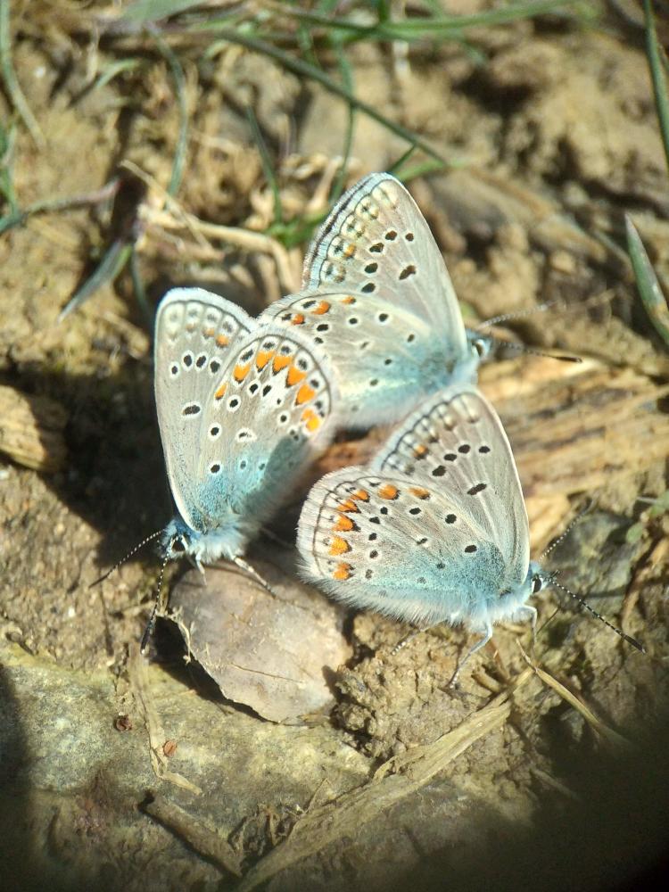 Polyommatus Latreille, 1804