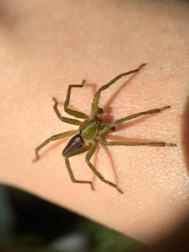  Micrommata ligurinum (C. L. Koch, 1845)