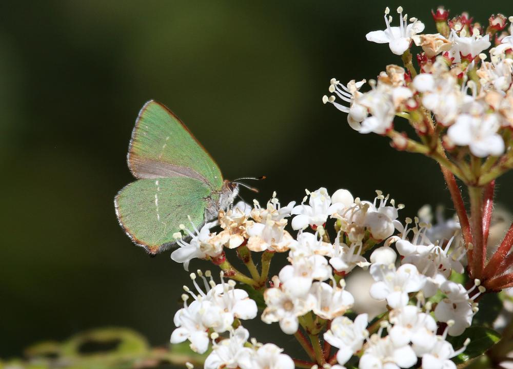 Thécla de l'Arbousier (La) Callophrys avis Chapman, 1909