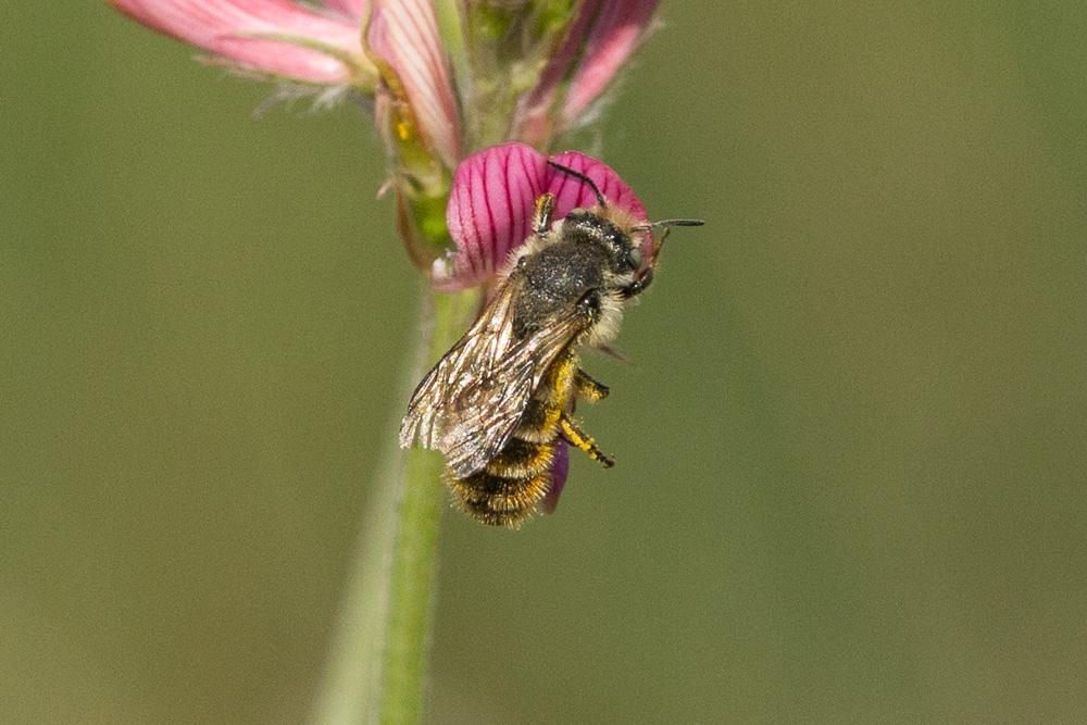  Osmia aurulenta (Panzer, 1799)
