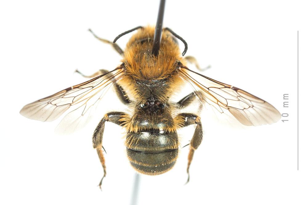  Osmia dimidiata Morawitz, 1870