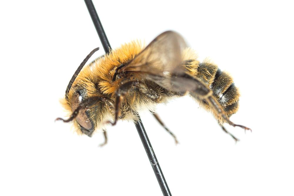  Osmia dimidiata Morawitz, 1870