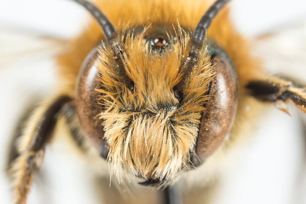  Osmia dimidiata Morawitz, 1870