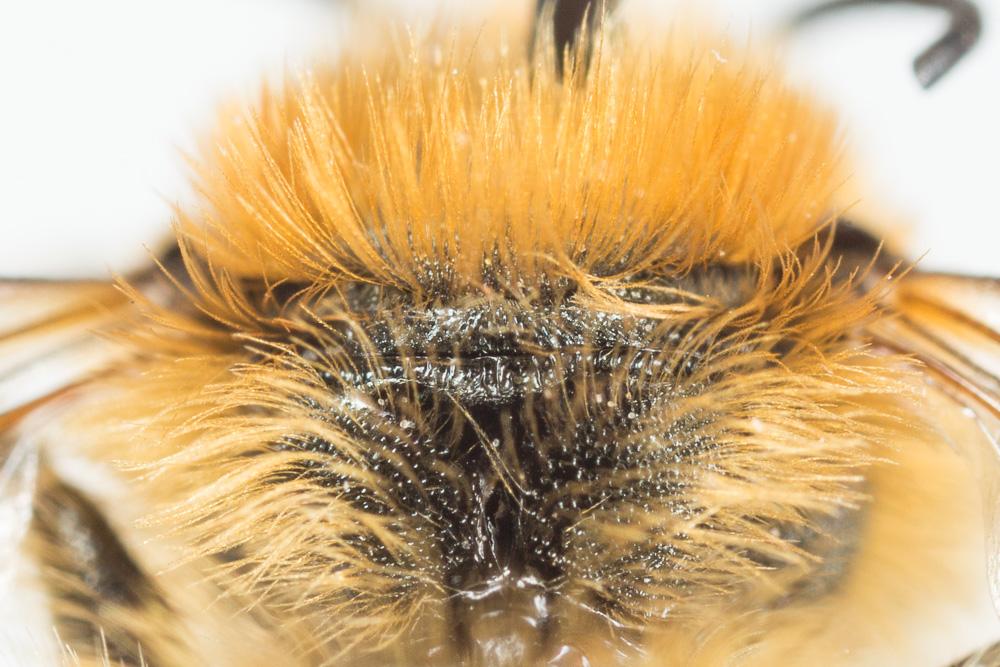  Osmia dimidiata Morawitz, 1870