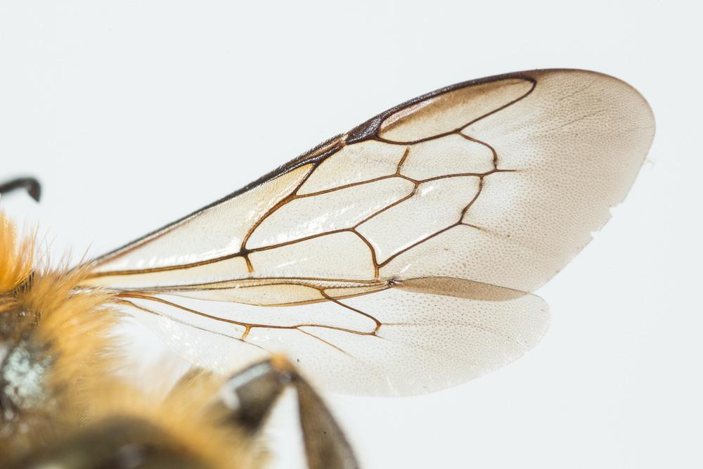 Osmia dimidiata Morawitz, 1870