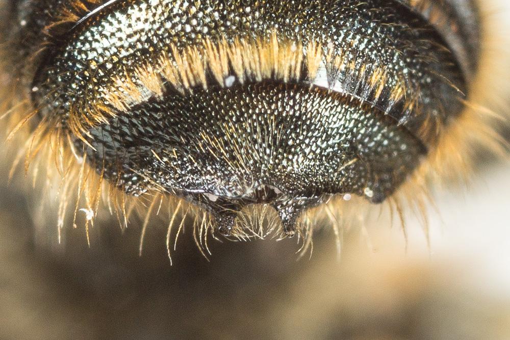  Osmia dimidiata Morawitz, 1870