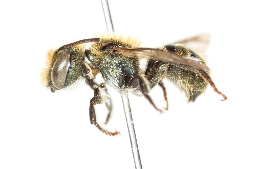  Osmia gallarum Spinola, 1808