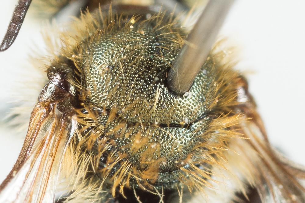 Osmia gallarum Spinola, 1808