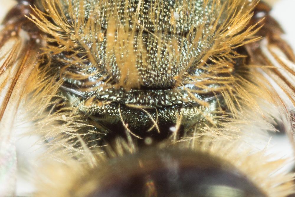 Osmia gallarum Spinola, 1808