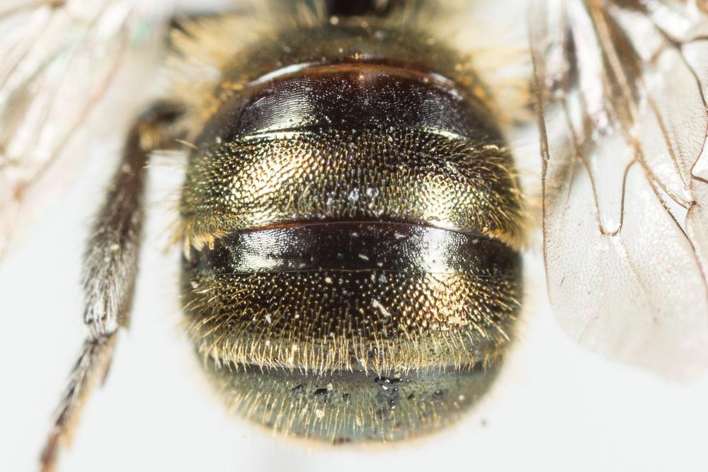  Osmia gallarum Spinola, 1808