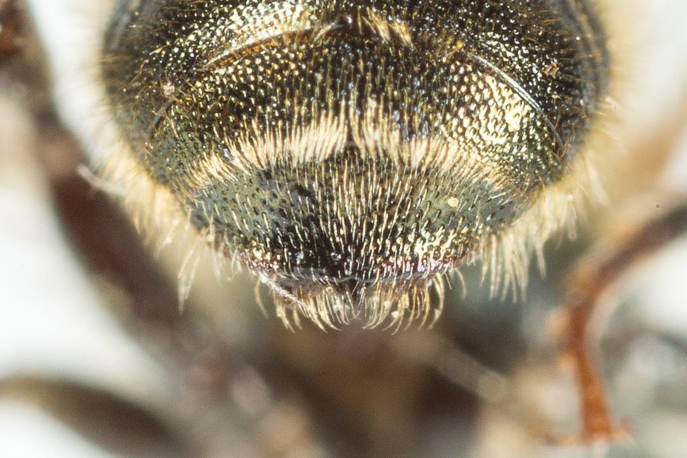 Osmia gallarum Spinola, 1808