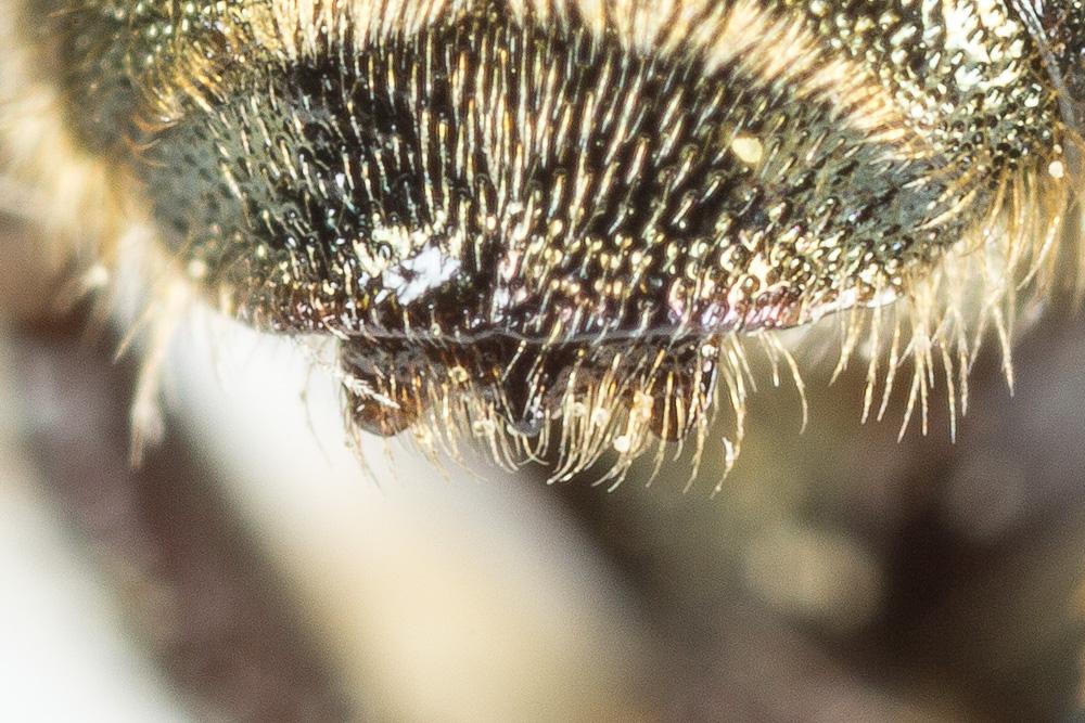 Osmia gallarum Spinola, 1808