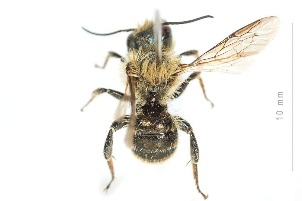  Osmia labialis Pérez, 1879