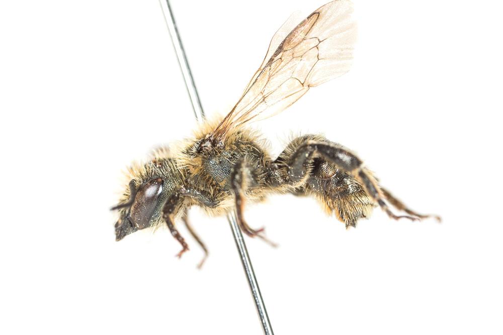  Osmia labialis Pérez, 1879