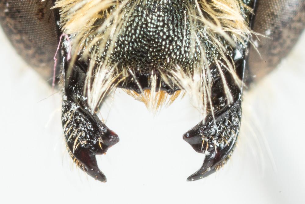 Osmia labialis Pérez, 1879