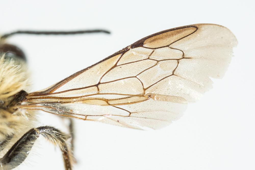 Osmia labialis Pérez, 1879