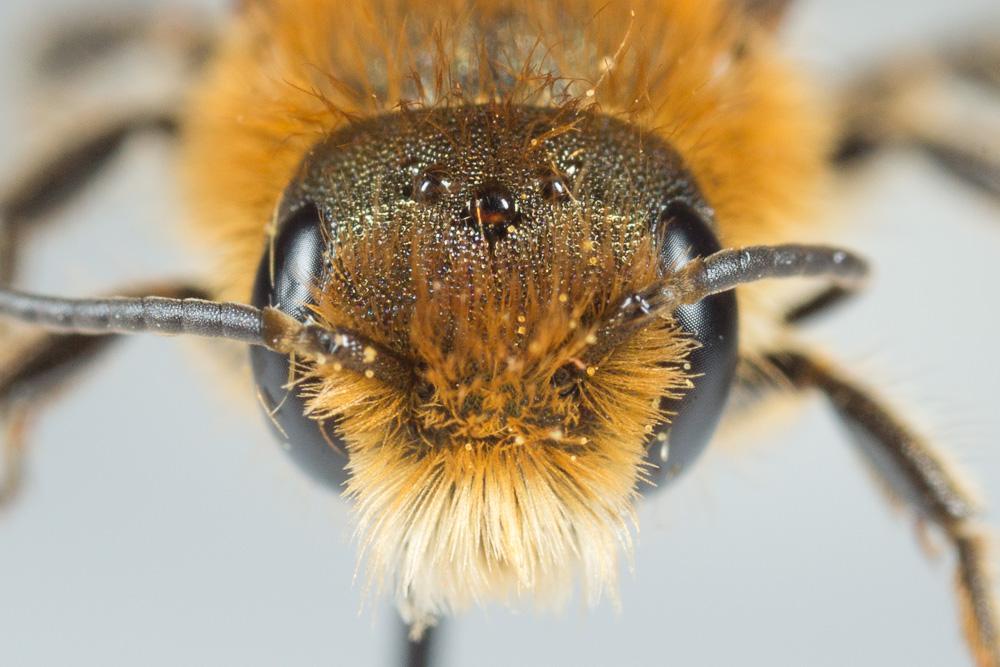  Osmia niveata (Fabricius, 1804)