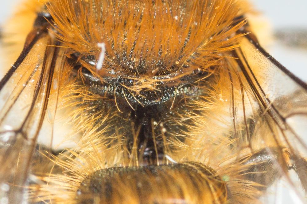 Osmia niveata (Fabricius, 1804)