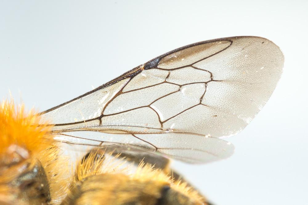 Osmia niveata (Fabricius, 1804)