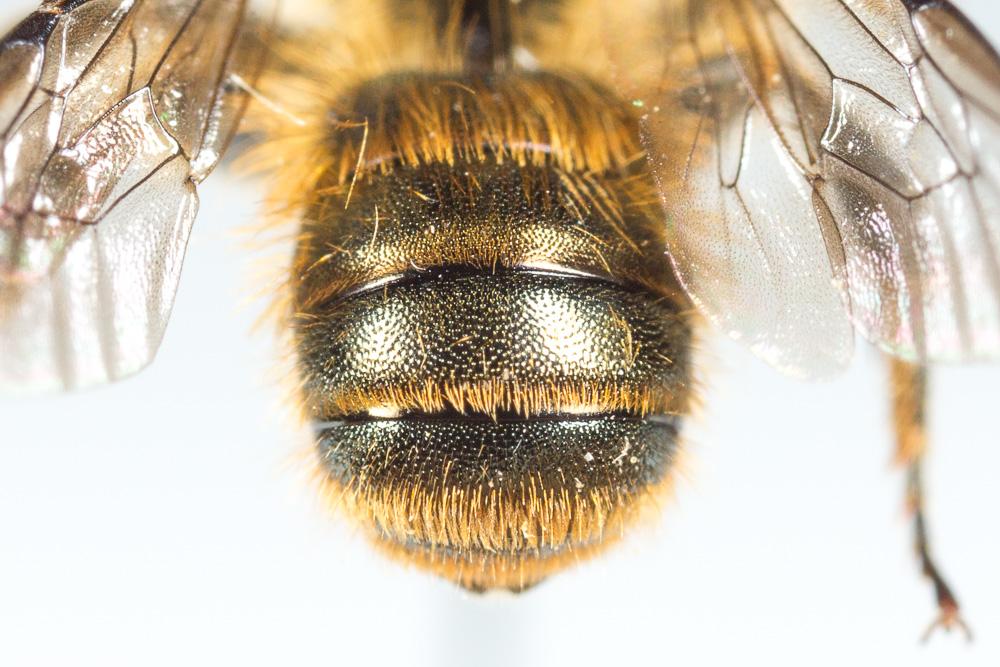 Osmia niveata (Fabricius, 1804)