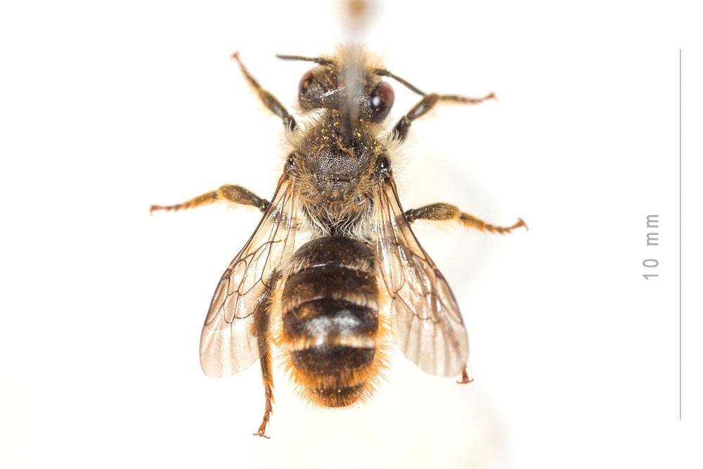 Osmia rufohirta Latreille, 1811