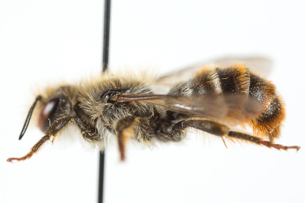  Osmia rufohirta Latreille, 1811