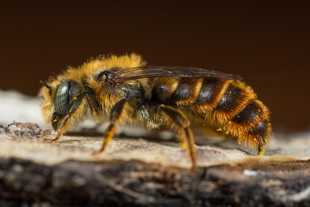 Osmia rufohirta Latreille, 1811