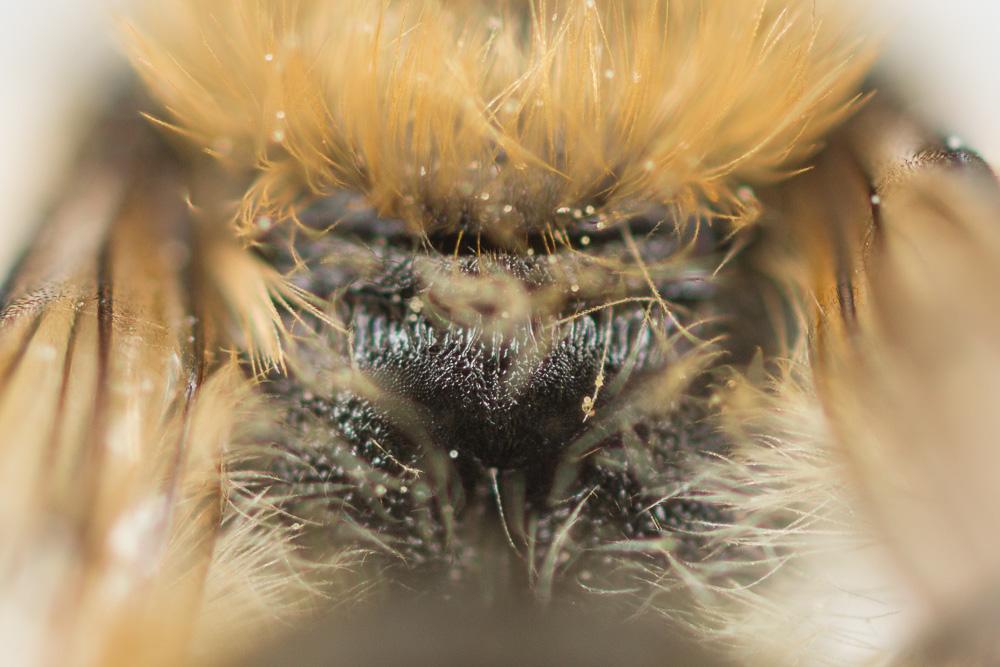 Osmia rufohirta Latreille, 1811