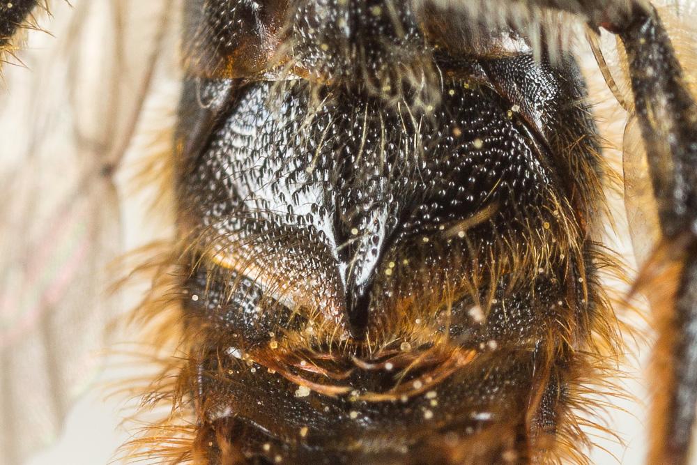 Osmia rufohirta Latreille, 1811