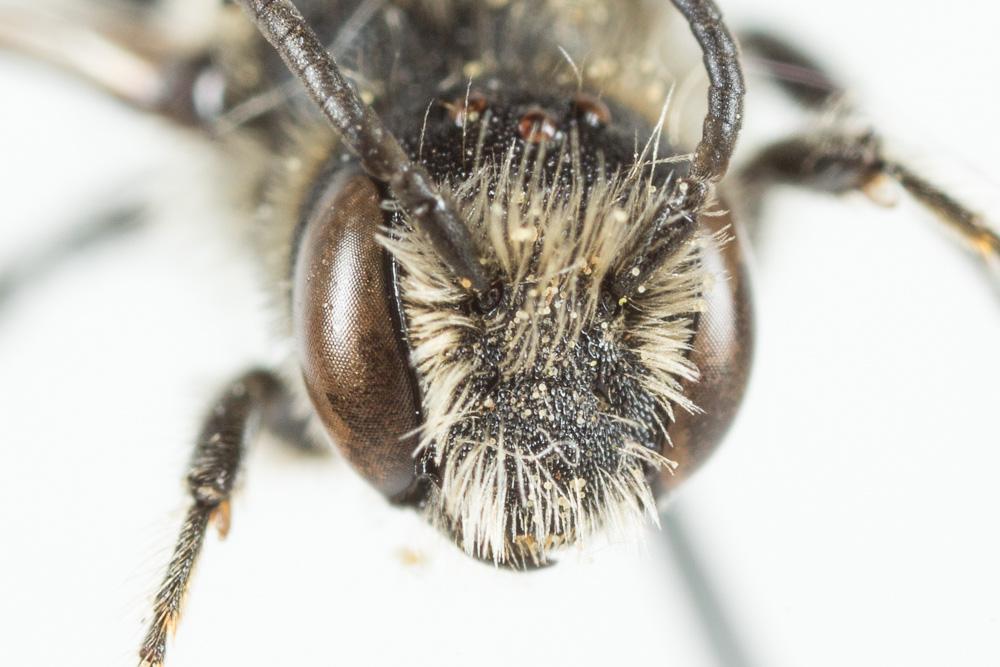 Osmia scutellaris Morawitz, 1868