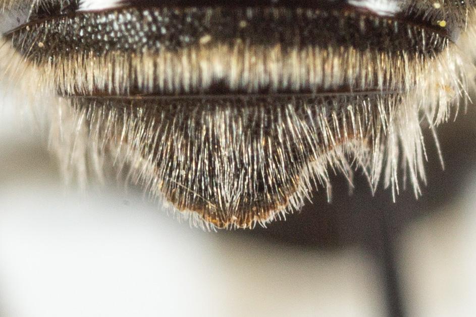  Osmia signata Erichson, 1835