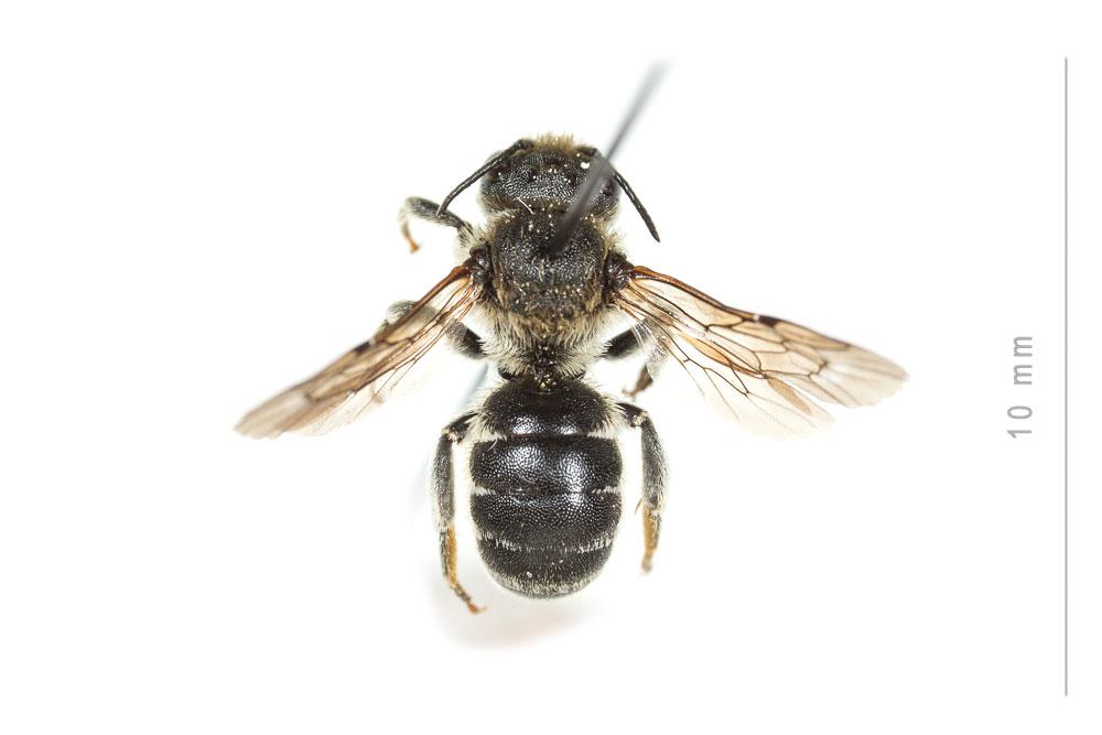  Osmia spinulosa (Kirby, 1802)