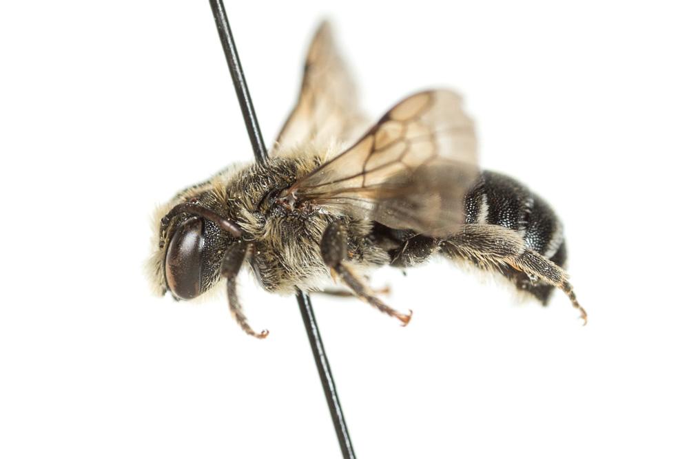  Osmia spinulosa (Kirby, 1802)