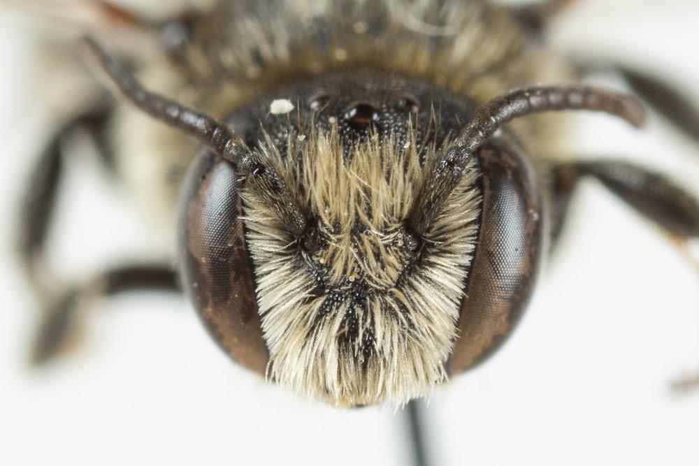  Osmia spinulosa (Kirby, 1802)