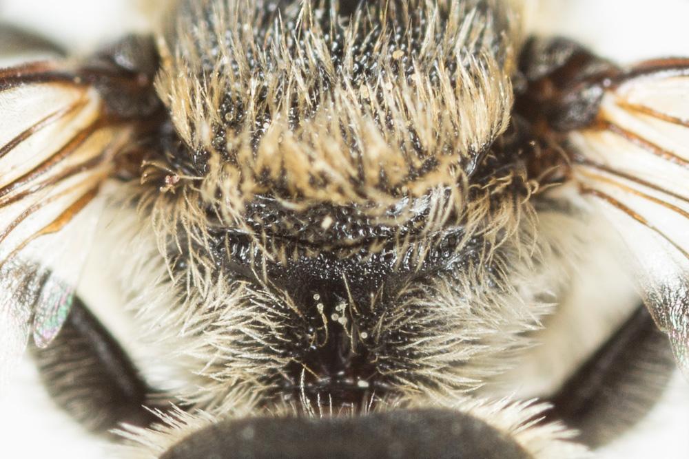  Osmia spinulosa (Kirby, 1802)